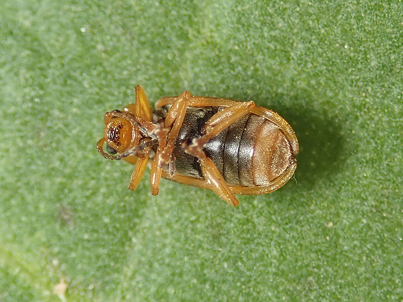 Chrysomelidae: Galerucella calmariensis ??  S !